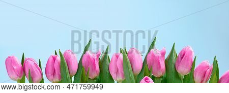 Row Of Several Tender Pink Tulips On Blue Background. Copy Space, Birthday Valentines 8 March Womens