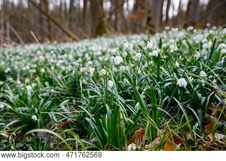 Beautiful Blooming Early Spring Snowflake Flowers Leucojum Vernum In A Spring Forest. Forest Floor C
