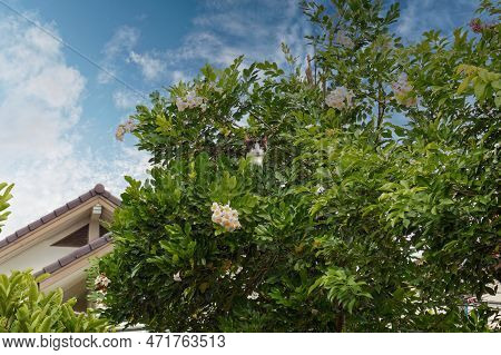 The Calico Cat Climb Up And Hide In The Green Tree Of China Doll Plant Full Of Trumpet-like Flowers.