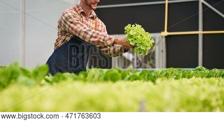 Businessperson Or Farmer Checking Hydroponic Soilless Vegetable In Nursery Farm. Business And Organi
