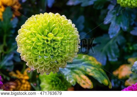 Pompon Dahlias Flowers In The Garden