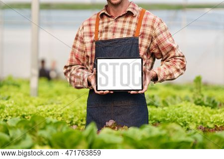 Businessperson Or Farmer Checking Hydroponic Soilless Vegetable In Nursery Farm. Business And Organi