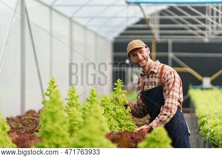 Businessperson Or Farmer Checking Hydroponic Soilless Vegetable In Nursery Farm. Business And Organi