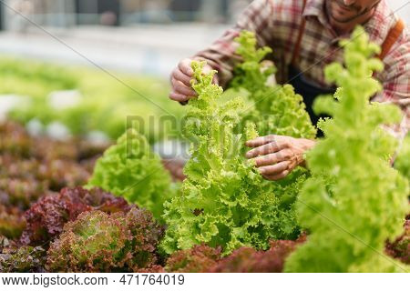 Businessperson Or Farmer Checking Hydroponic Soilless Vegetable In Nursery Farm. Business And Organi