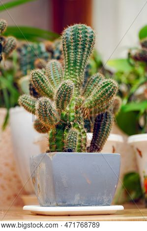 Echinopsis Cactus With Offshoots Of Babies Or Pups. Echinopsis Calochlora. Selective Focus