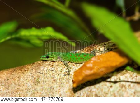 Speckled Day Gecko (phelsuma Guttata), Endemic Diurnal Species Of Geckos Inhabits Rain Forests And D