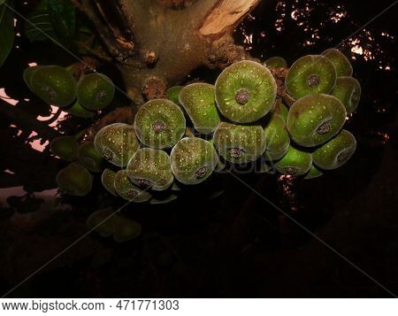 Ficus Auriculata Is A Type Of Fig Tree Seen All Over Asia