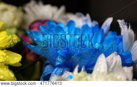 Water Drops On A Blue Chrysanthemum With Soft Focus Flowers On Background Closeup Stock Photo