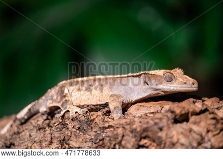 Crested Gecko Climbing A Branch In A Terrarium. (correlophus Ciliatus)