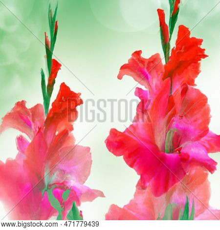 Gladiolus, Sword-lily, Purple And Yellow Gladiolus Bloom In The Garden. Close-up Of Gladiolus Flower