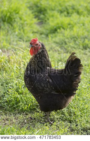 The  Black Rhen Scratching In The Yard.