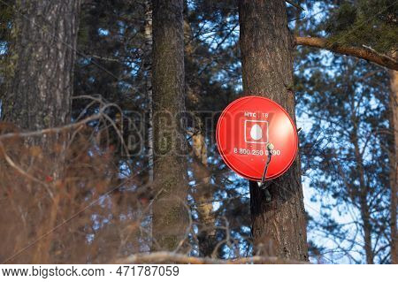 Krasnoyarsk, Russia - 4 February, 2023: Satellite Television Antenna Mounted On Pine Tree. Red Circu