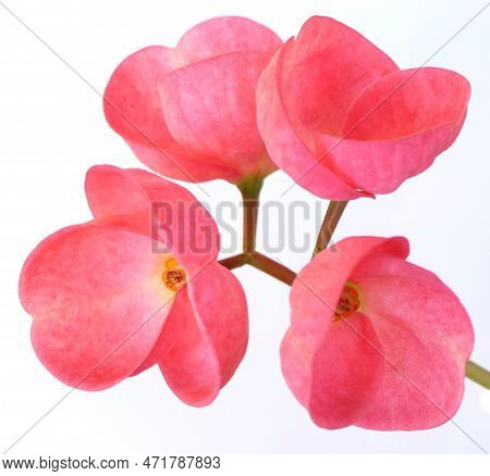 Beautiful Pink Crown Of Thorns Flower Isolated On White Background. Tropical Flowers , Selective Foc