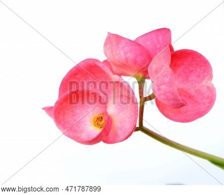 Beautiful Pink Crown Of Thorns Flower Isolated On White Background. Tropical Flowers , Selective Foc