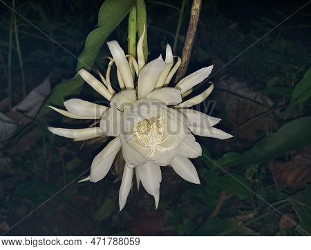 Blooming Flower Call Queen Of The Night (epiphyllum Oxypetalum) Princess Of The Night Or Queen Of Th