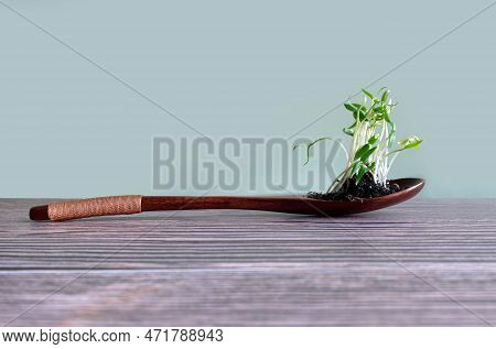 Fresh Microgreen On Wooden Background