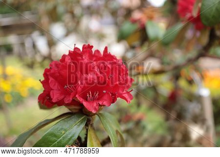 Rhododendron Arboreum Subsp. Closeup Rhododendron Arboreum, Ericaceae. Beautiful Blooming Red Flower