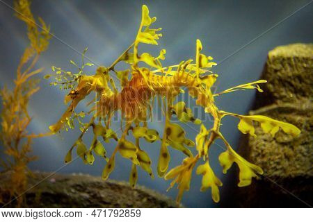 Leafy Sea Dragon In An Aquarium Floating