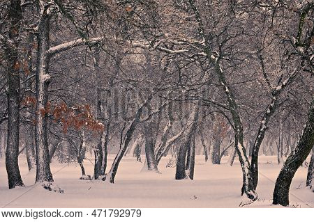 Trees In Winter Time In Macin Mountains, Romania