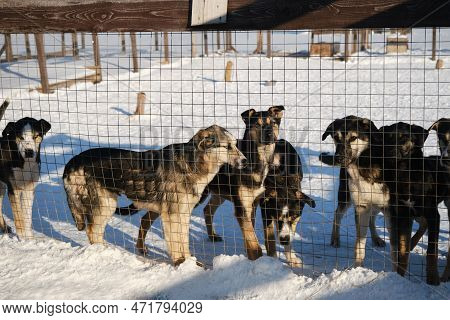 Several Abandoned Mongrel Puppies Stand Behind Fence Of Aviary In Winter And Look With Sad Eyes, Wan