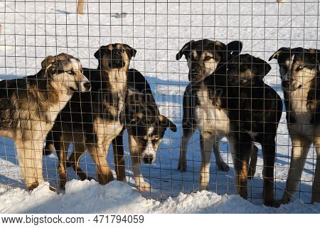 Several Abandoned Mongrel Puppies Stand Behind Fence Of Aviary In Winter And Look With Sad Eyes, Wan