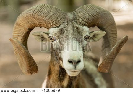 Portrait Of A Ram With Big Horns, Mountain Sheep, Animal With Horns, Mouflon, Wild Ram