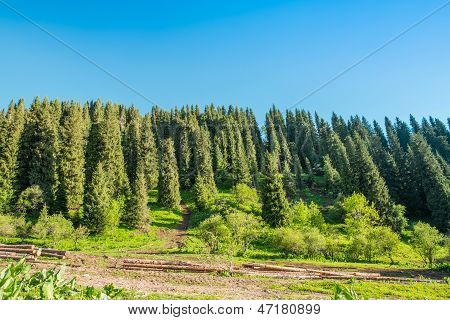 Natura: Alberi verdi e cielo blu In Chimbulak Almaty, Kazakistan
