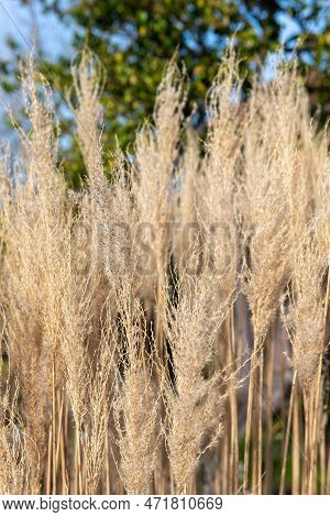 Reed Grass (calamagrostis)