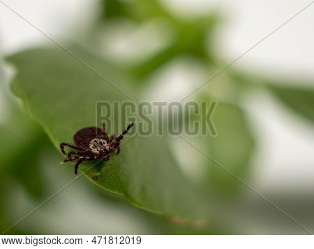 Infectious Parasitic Insect Dermacentor Dog Tick Arachnid On A Green Plant Leaf.