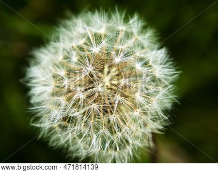 White Fluff Of Dandelion Flower On A Black Background. Wildflowers. Macro Photo. Flowerbed. Backgrou