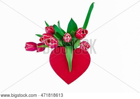 Beautiful Red Tulips Isolated  On White Background