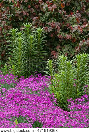 A Summer Garden Border Features Pinks (dianthus), Lillies, And Viburnam Shrubs, Cantigny Gardens, Du