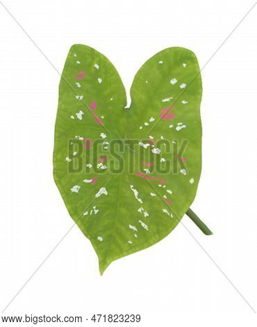 Heart Shape Of Colorful Leaves , Close Up Isolated On White Background.