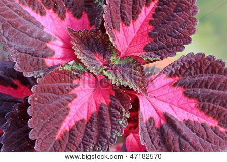 Closeup ของ Coleus พืช