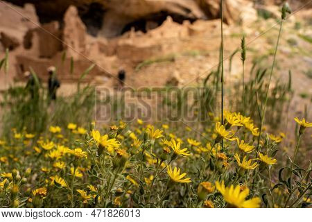 Vibrant Sunflower Blossoms In Mesa Verde In Front Of Cliff Dwelling