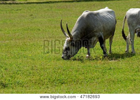 Hungarian Grey Cattle
