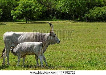 Hungarian Grey Cattle