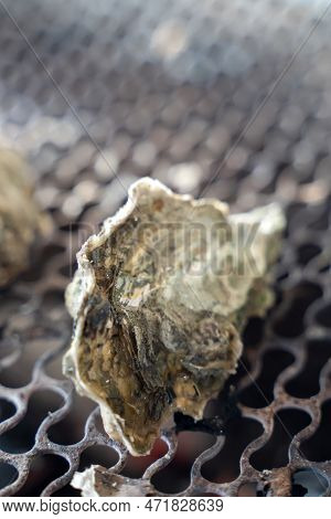 Grilled Fresh Oyster In Taiwan, Famous Street Food.
