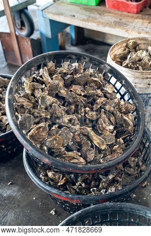 Grilled Fresh Oyster In Taiwan, Famous Street Food.