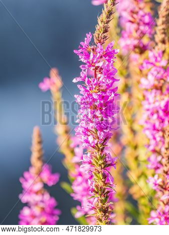 Summer Flowering Purple Loosestrife, Lythrum Tomentosum On A Green Blured Background.