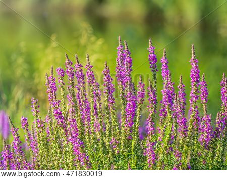 Summer Flowering Purple Loosestrife, Lythrum Tomentosum Or Spiked Loosestrife And Purple Lythrum On 
