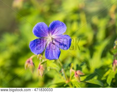 Blue And Purple Flowers Of Geranium Wallichianum. Summer Or Spring Flower Background.