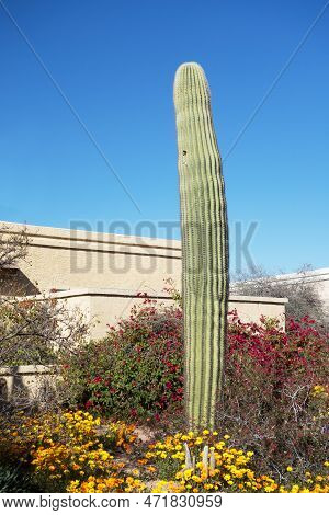 Arizona Xeriscaped Front Yard With Non-branching Saguaro, Red Bougainvillea And Bright Yellow Africa