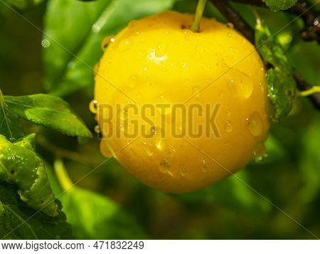 Plum Fruit Berry With Rain Water Drops. Yellow Plum. Orchard. Gardening. Summer Season. Place For Te