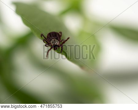 Infectious Parasitic Insect Dermacentor Dog Tick Arachnid On A Green Plant Leaf. Insect.