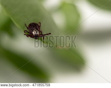 Infectious Parasitic Insect Dermacentor Dog Tick Arachnid On A Green Plant Leaf.