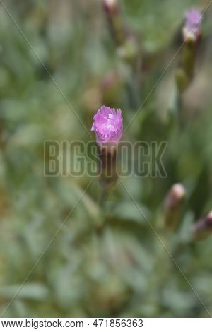 Pink Whatfield Wisp Flower In The Spring