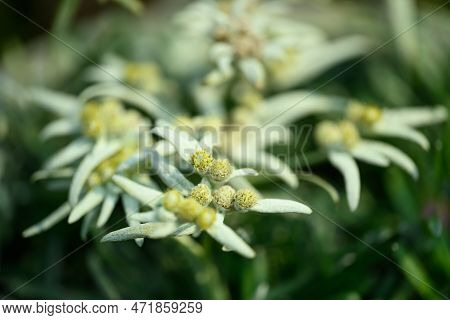 Beautiful Edelweiss Flower Blossom, Mountain Flower And Used In Traditinal Medine