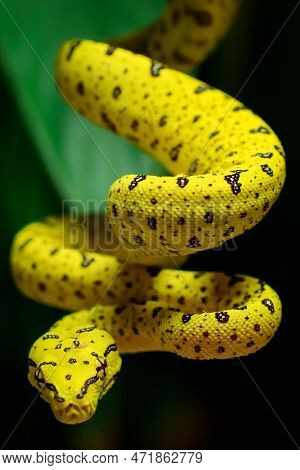 Snake In Nature On Tree Dangerous And Beautiful
