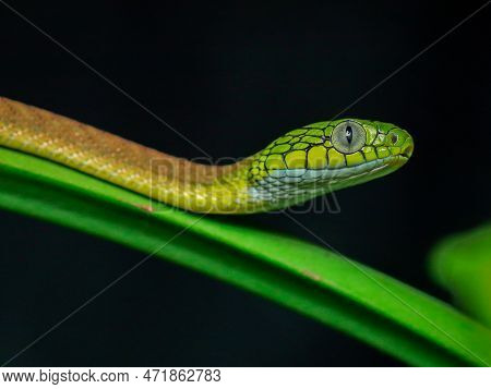 Snake In Nature On Tree Dangerous And Beautiful